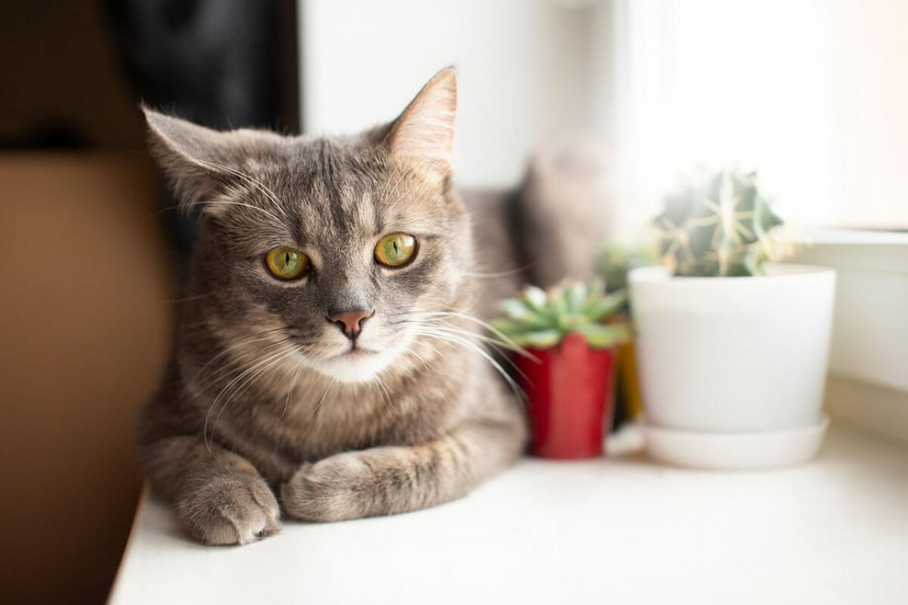 BB Maden-CAT LITTER